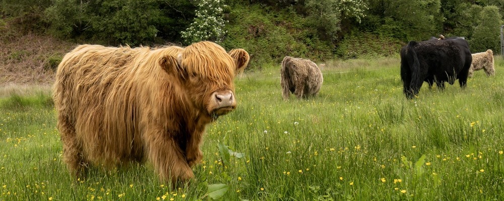 Highland cows outside of Glasgow