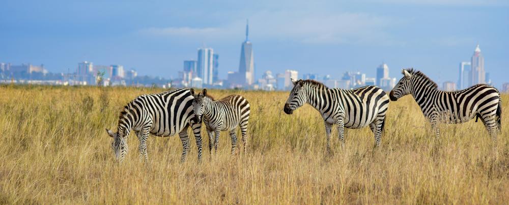 Nairobi National Park by Grace Nandi on Unsplash