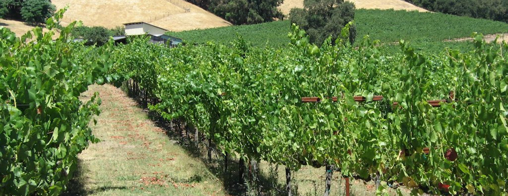 Santa Rosa Vineyard by RadioKirk