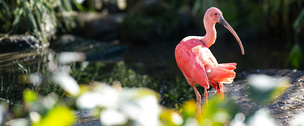 Flamingo in Safari West, Santa Rosa, by Vivek Sumanth Chintakula via Unsplash